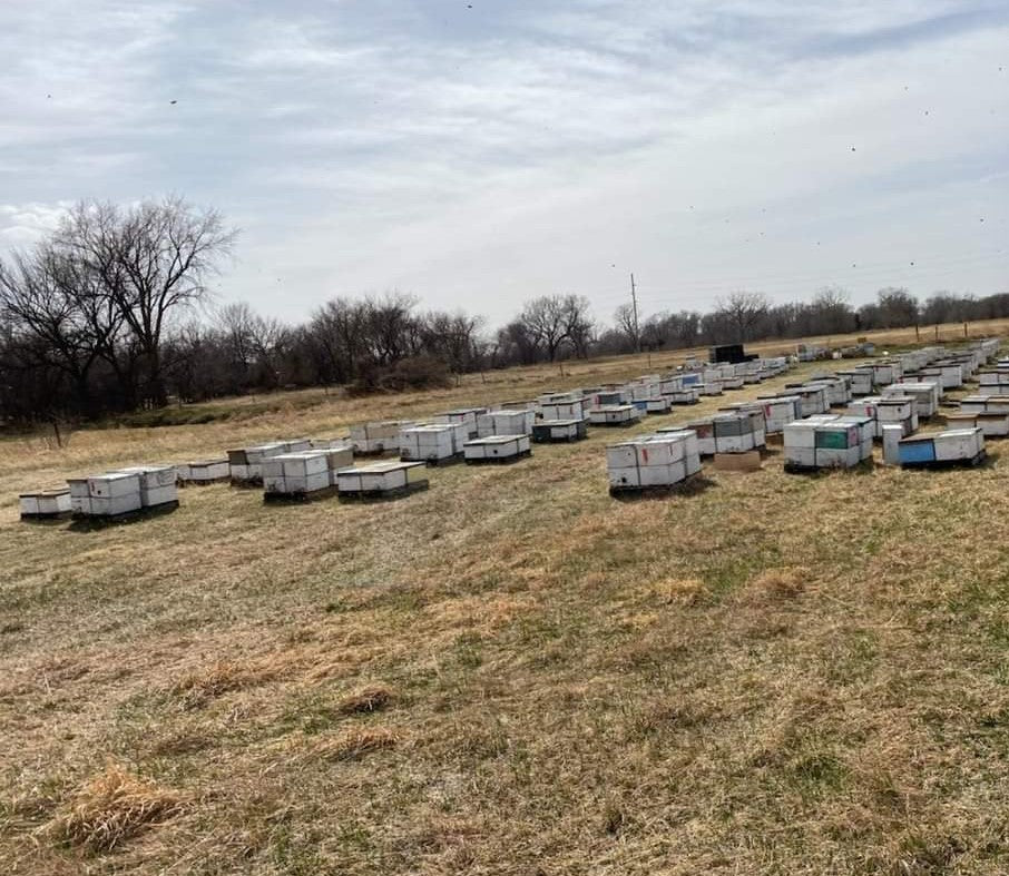 Online Course - Successful Beekeeping