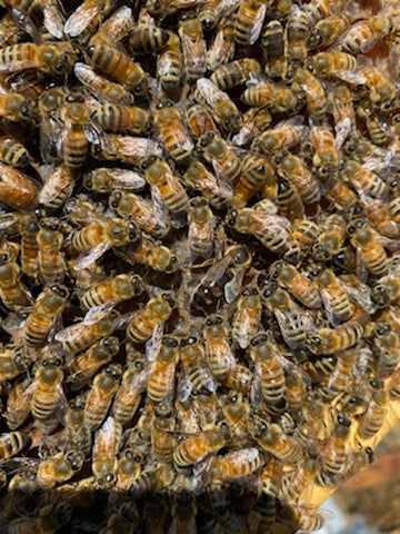 Nucleus Colony (Nuc) DEPOSIT ONLY