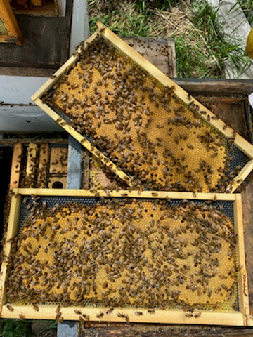 Online Course - Successful Beekeeping