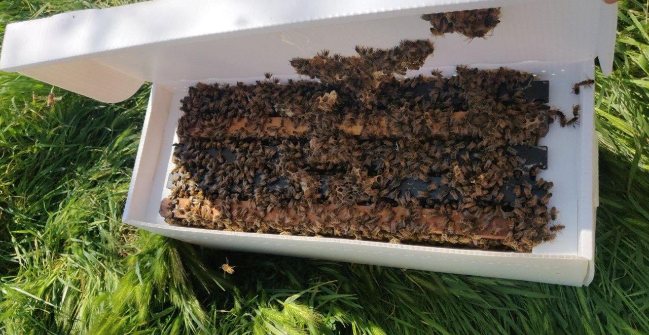 Spring Deep Nuc │ Propola® 10-frame Assembled Hive Kit, Double Deep & Double Medium │ Successful Beekeeping Online Course